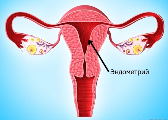 Эндометрий.