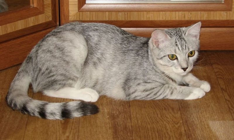 Кошки часто метят мебель.