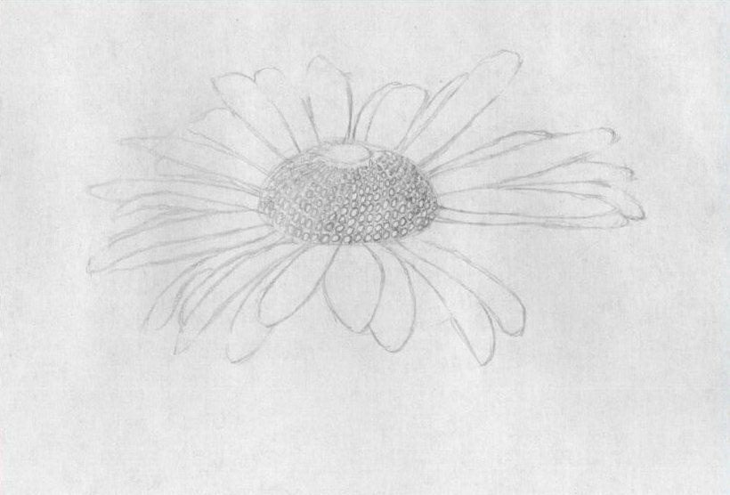 Прорисовываем семена