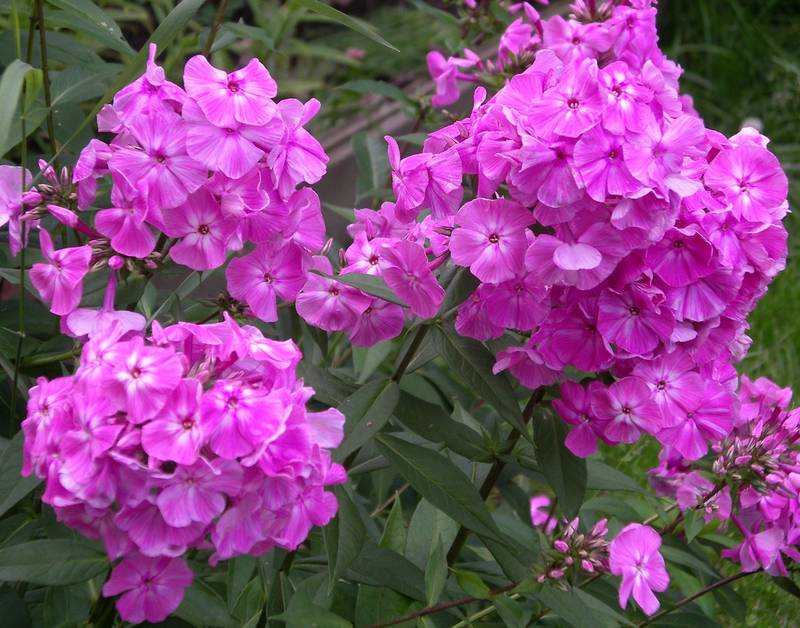 Флокс метельчатый викинг