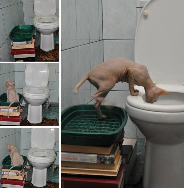 Приучение кота к унитазу: этап 1.