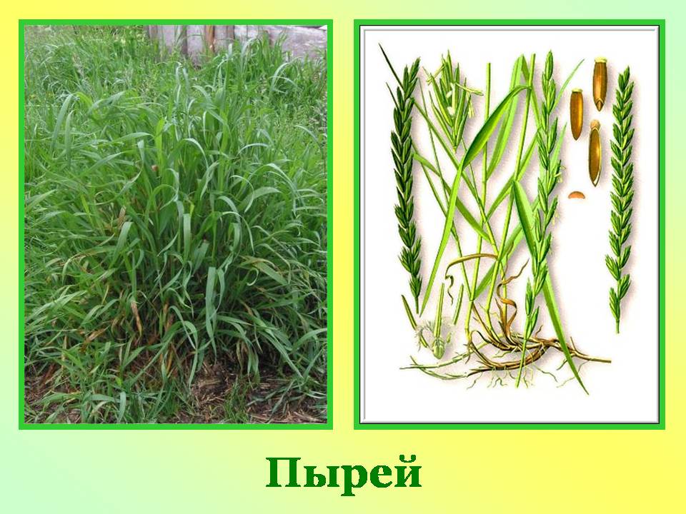 Пырей ползучий