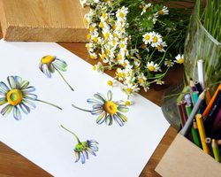Как красиво нарисовать ромашку карандашом поэтапно для начинающих? Как нарисовать букет ромашек карандашом поэтапно?