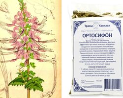 Ортосифон тычиночный: показания к применению, свойства, противопоказания. Ортосифон тычиночный — почечный чай: отзывы, инструкция по применению