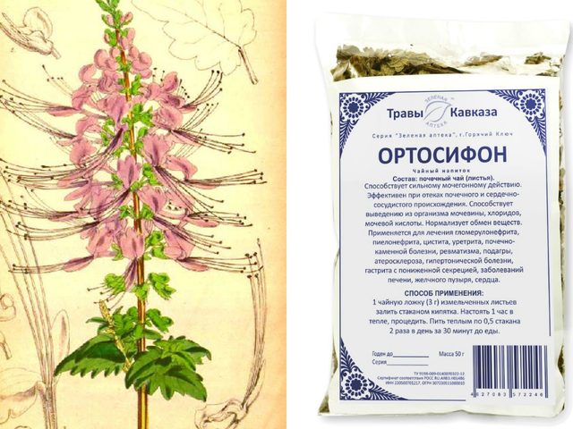 Ортосифон тычиночный: показания к применению, свойства, противопоказания. Ортосифон тычиночный — почечный чай: отзывы, инструкция по применению