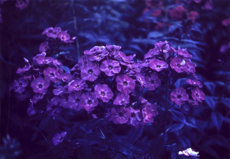 Флокс черномор