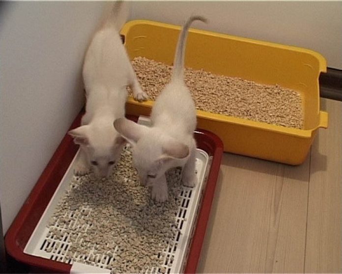 Котятам удобнее ходить в низкий горшок с сеткой, в то время, как взрослым котам больше нравятся глубокие лотки.