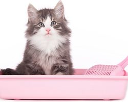 Как приучить котенка и взрослую кошку к лотку, туалету? Почему котёнок, кошка не ходит в лоток, туалет, а ходит, где попало?