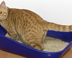 Лоток для кошки: как выбрать, какой лучше? Закрытый лоток для кошек, биотуалет
