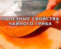 Чайный гриб: полезные свойства и противопоказания, отзывы. Чайный гриб: как ухаживать и употреблять, как вырастить с нуля в домашних условиях?
