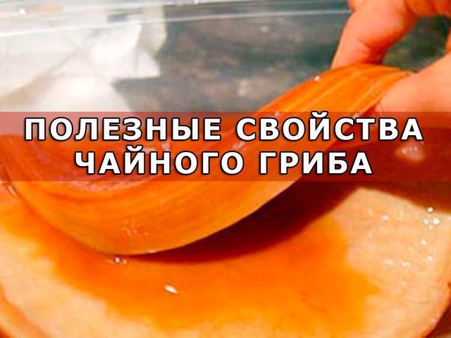 Чайный гриб: полезные свойства и противопоказания, отзывы. Чайный гриб: как ухаживать и употреблять, как вырастить с нуля в домашних условиях?