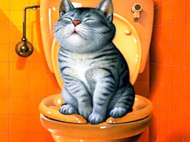 Как приучить кошку к унитазу? Система приучения кошек к унитазу, насадка на унитаз