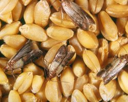 Пищевая моль в продуктах: как избавиться? Ест ли пищевая моль одежду?
