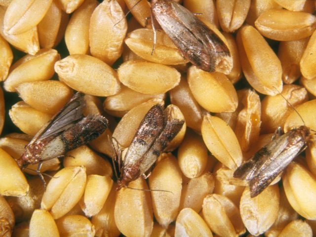 Пищевая моль в продуктах: как избавиться? Ест ли пищевая моль одежду?