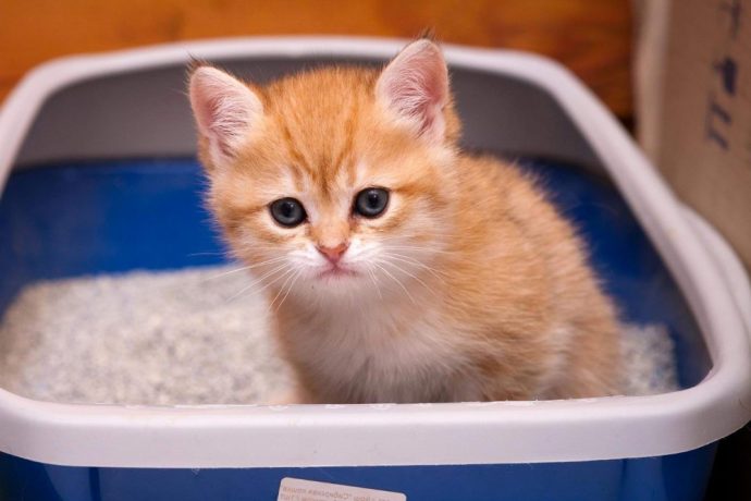 Коты - чистоплотные питомцы, поэтому котенок очень быстро приучается ходить на лоток.