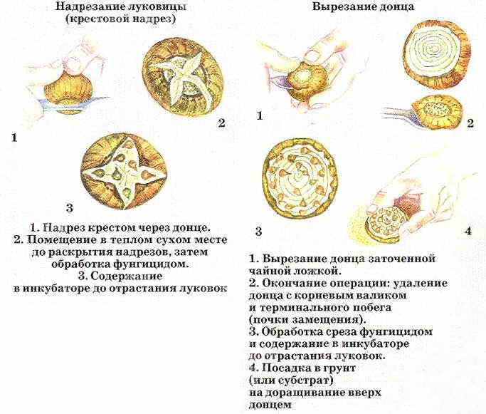 Методы размножения