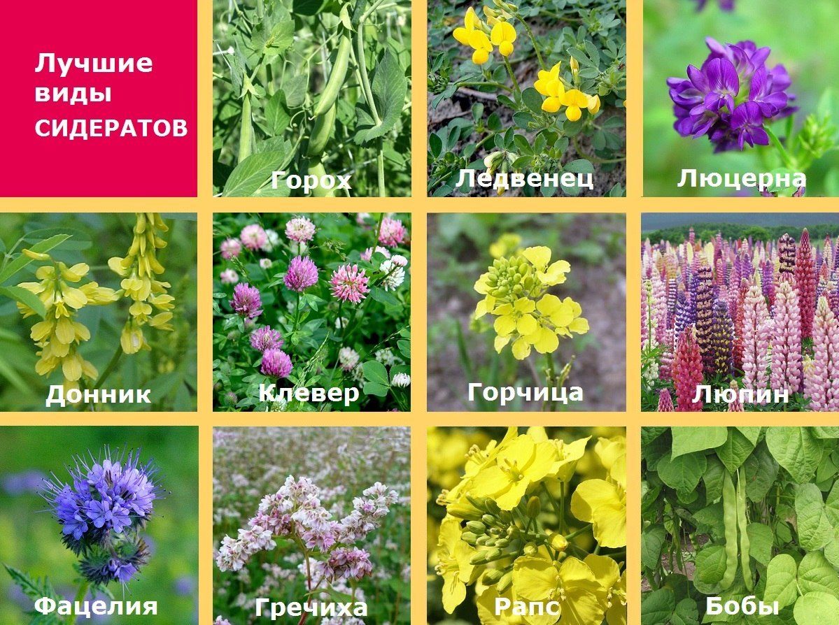 Растения-сидераты
