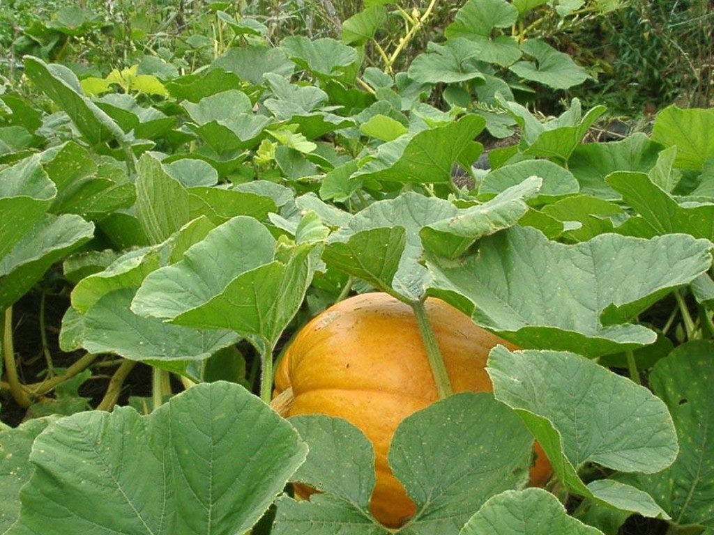 Тыква борется с сорняками