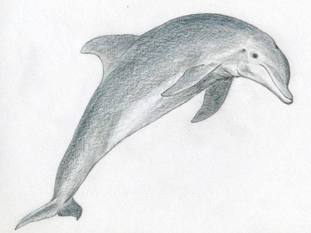 Как нарисовать дельфина поэтапно карандашом? Как нарисовать дельфина в море: рисунки для детей
