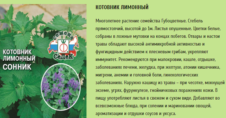 Применение котовника с лечебной целью