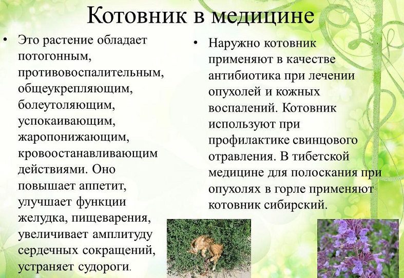 Применение котовника в медицине