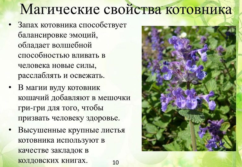 Магические свойства котовника