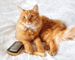 Как правильно и чем вычесывать кошку? Что делать если кота рвет шерстью?