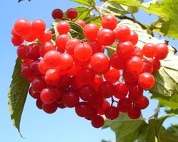 Калина красная: полезные и лечебные свойства, противопоказания и применение ягод, цветов, листьев, коры. Калина от давления, кашля, аллергии, простуды, при псориазе, диабете, климаксе, в гинекологии: рецепты