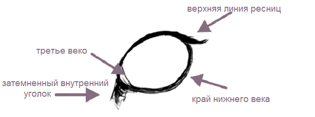 Как красиво нарисовать глаза кошки: набросок.
