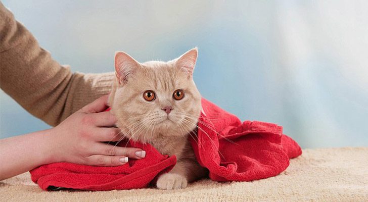 После купания кота нужно согреть и высушить.