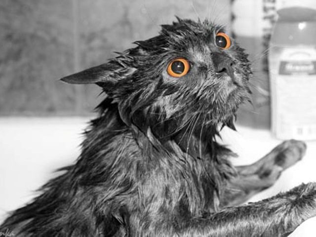 Нужно ли купать кошек, как часто? Как правильно мыть котов домашних, кошек и котят и чем?