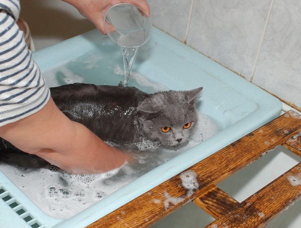 Коты - британцы нуждаются в купании.