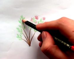 Как нарисовать калину? Как нарисовать ветку и куст калины карандашом?