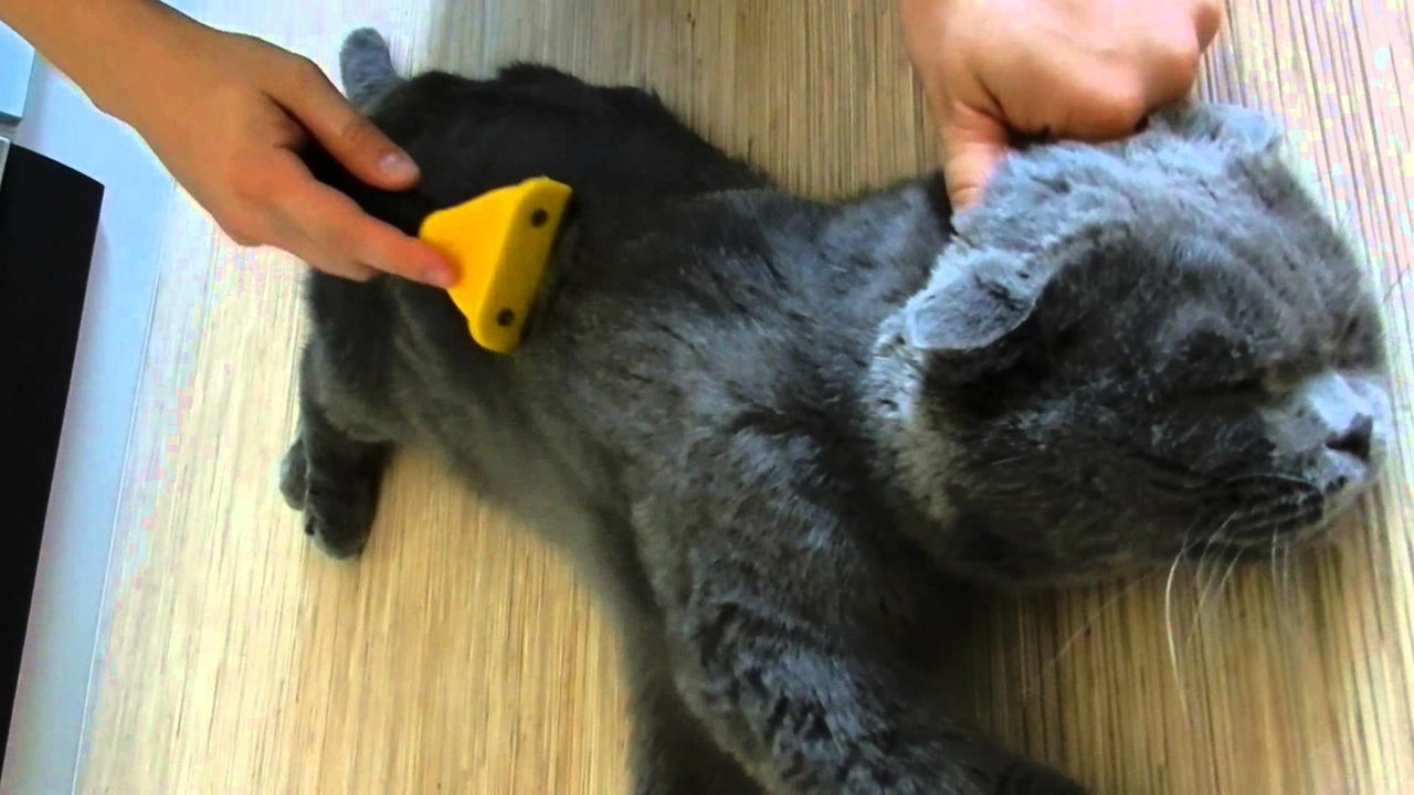Вычесывание - обязательная ухаживающая процедура для кота, который линяет.