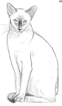 Сиамский кот карандашом