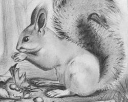 Как нарисовать белку поэтапно карандашом для детей и начинающих? Как нарисовать белку из сказки о царе Салтане и на дереве?