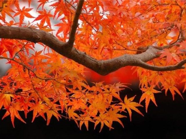 Кленовый лист: значение символа для флага Канады, в ювелирных изделиях. Почему на флаге и 5 долларовой монете Канады изображен кленовый лист?