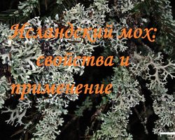 Исландский мох: лечебные свойства и противопоказания, рецепты и отзывы. Как принимать исландский мох от кашля, бронхита, туберкулеза, простатита, для очищения сосудов, похудения?