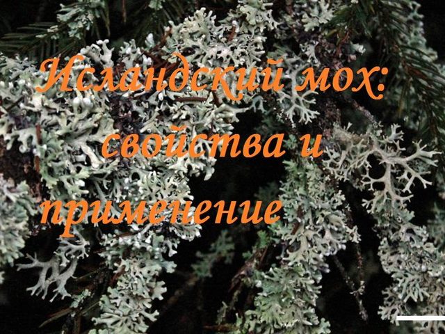 Исландский мох: лечебные свойства и противопоказания, рецепты и отзывы. Как принимать исландский мох от кашля, бронхита, туберкулеза, простатита, для очищения сосудов, похудения?