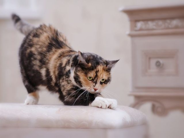 Кот дерет мебель: что делать? Как отучить кота драть мебель: практические советы и кардинальные методы? Как выбрать когтеточку для кота? Как приучить кота к когтеточке?