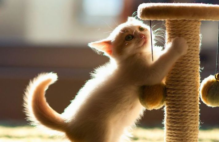 Важно приучить кота