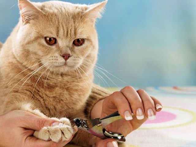 Сколько когтей у кошки и как подстричь их в домашних условиях? Как правильно и какими ножницами подрезать ногти кошке, можно ли их удалить?