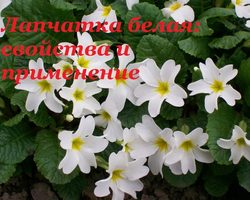 Корень лапчатки белой: полезные и лечебные свойства и противопоказания для женщин и мужчин, отзывы, лечение. Настойка лапчатки белой – показания и инструкция по применению при гипертиреозе, в гинекологии