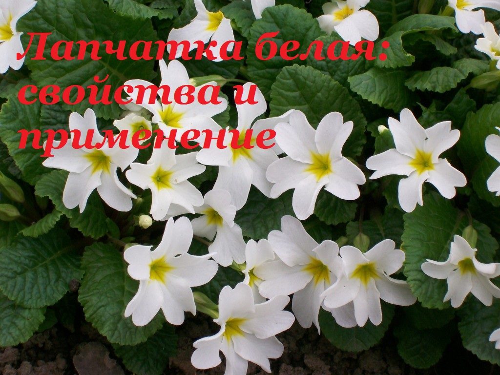 Корень лапчатки белой: полезные и лечебные свойства и противопоказания для женщин и мужчин, отзывы, лечение. Настойка лапчатки белой – показания и инструкция по применению при гипертиреозе, в гинекологии