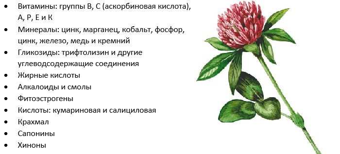 Польза растения