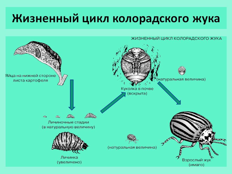 Стадии развития колорадского жука