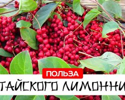 Лимонник китайский: полезные и лечебные свойства, показания и противопоказания к применению. Настойка, чай, масло лимонника: инструкция по применению для повышения давления, потенции, иммунитета, в косметологии