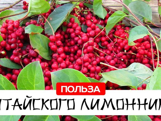 Лимонник китайский: полезные и лечебные свойства, показания и противопоказания к применению. Настойка, чай, масло лимонника: инструкция по применению для повышения давления, потенции, иммунитета, в косметологии