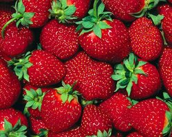 Посадка, пересадка и уход за клубникой весной. Выращивание, подкормка, обработка от вредителей и болезней и обрезка клубники весной: советы