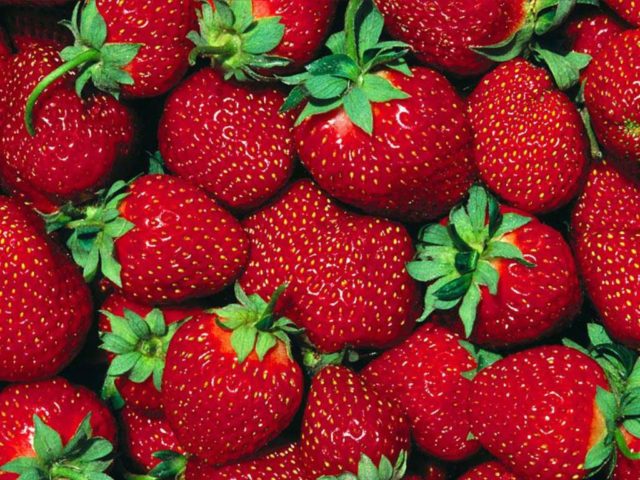 Посадка, пересадка и уход за клубникой весной. Выращивание, подкормка, обработка от вредителей и болезней и обрезка клубники весной: советы